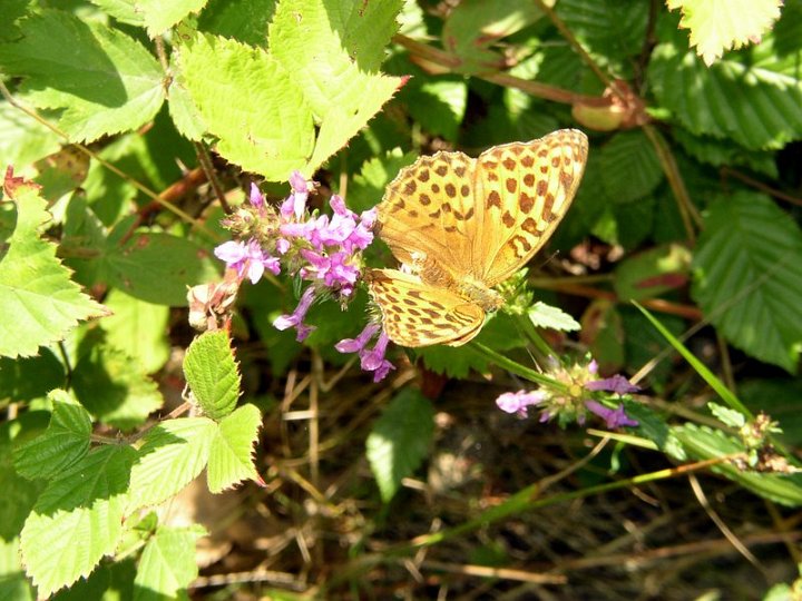 Tabac d'Espagne   Argynnis paphia
